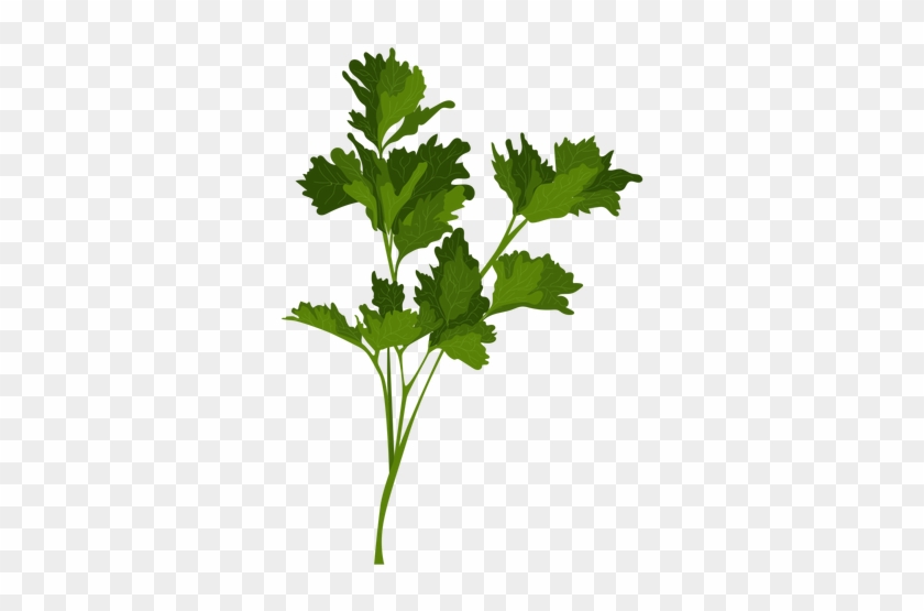 Garden Parsley Herb Illustration Transparent Png - Herb #429520