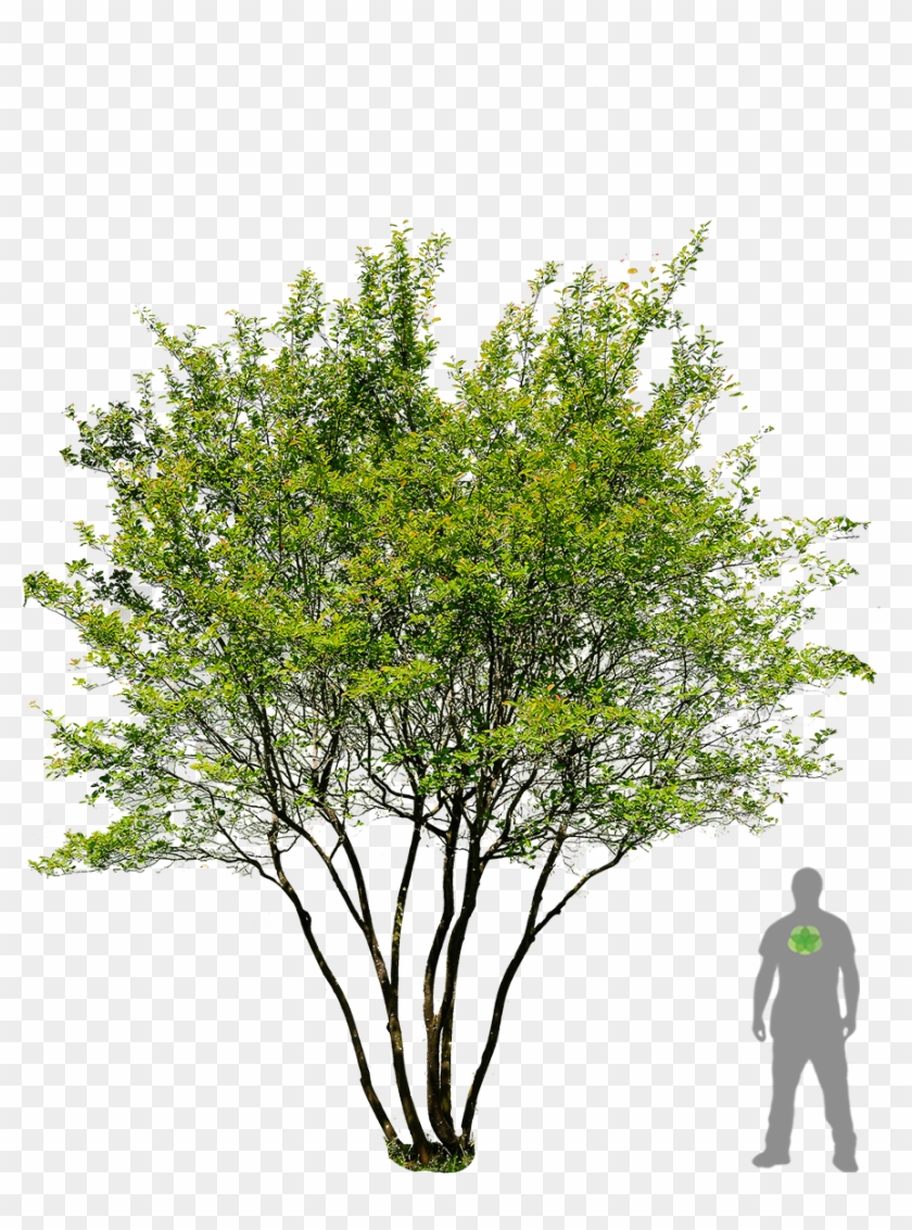 English Oak Tree Prunus Serrulata Garden Landscaping - Landscape Architecture #429554