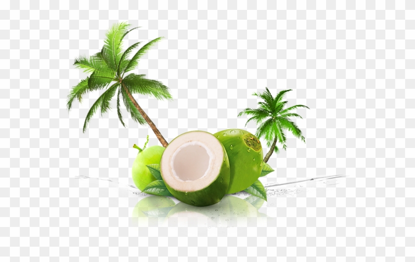 Desktop Screen Of Coconut Png Transparent Images Wallpaper - Palm Tree Clip Art #429762