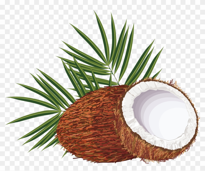 Coconut Water Arecaceae Clip Art - Coconut Vector Png #430019