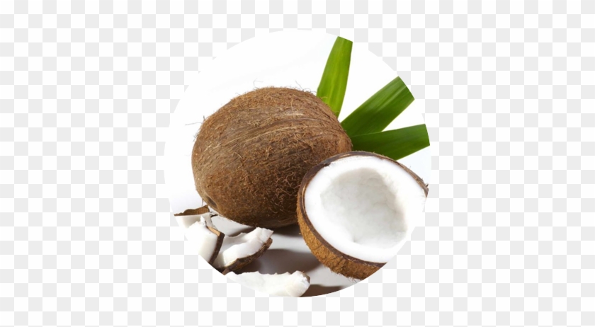 Coconut Fiber - Advanced Clinicals Coconut Oil Cream. Spa Size 16oz #430042