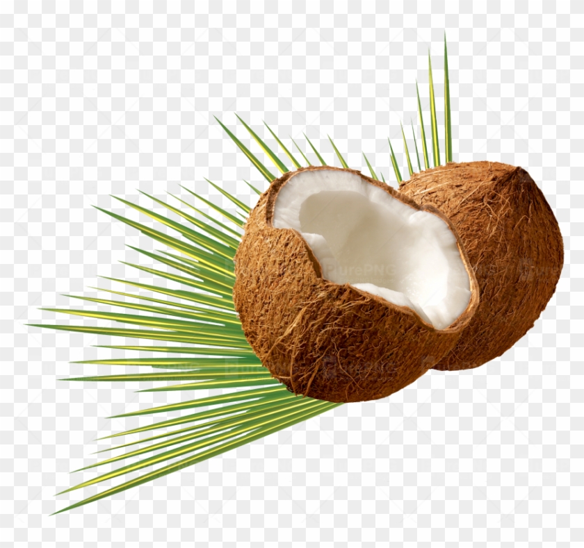Coconut Png #430045