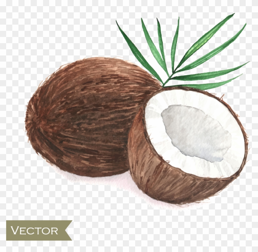 Coconut Drawing Poster Painting - Coconut Watercolor #430049
