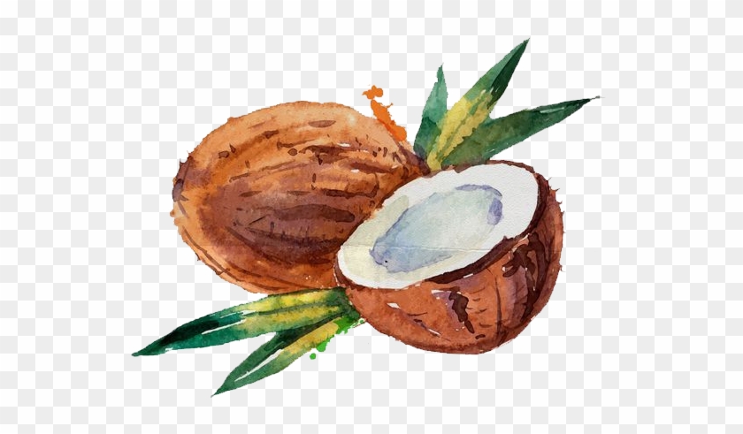 Coconut Water Coconut Milk Watercolor Painting - Coconut Water Paint #430135