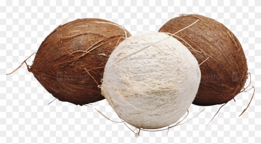 Coconut #430136