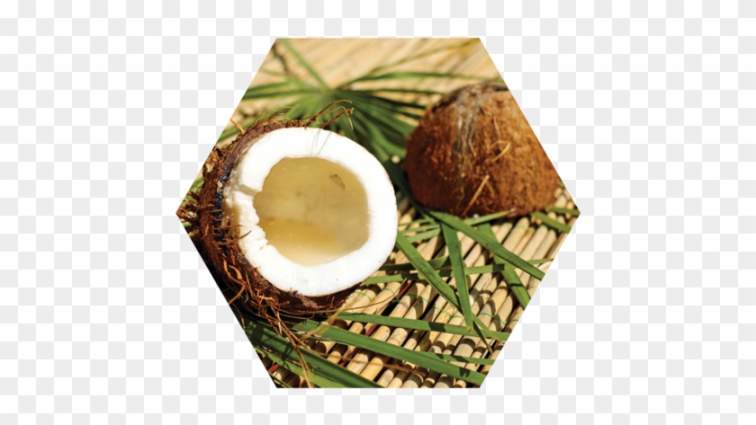 Coconut Oil - Fresh Coconut Fruit Journal By Cs Creations 9781539083498 #430180