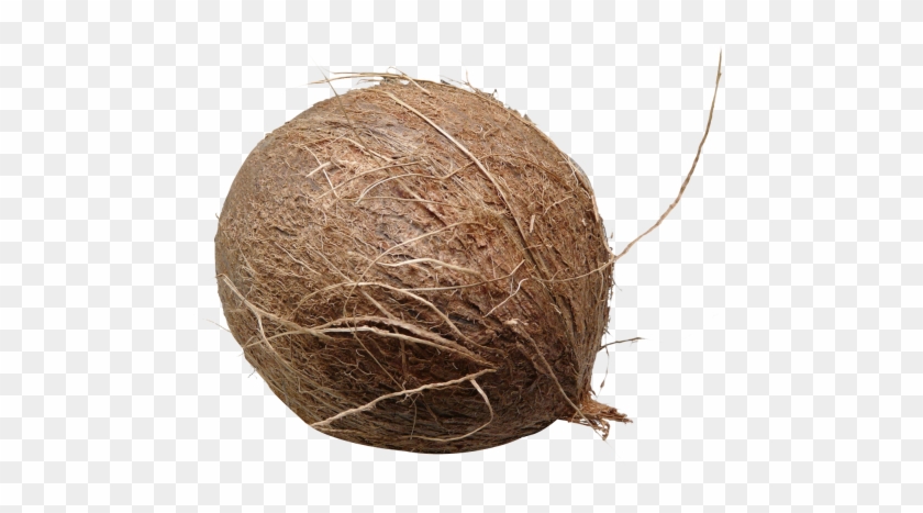 Download Coconut Png Image - Coconut #430191