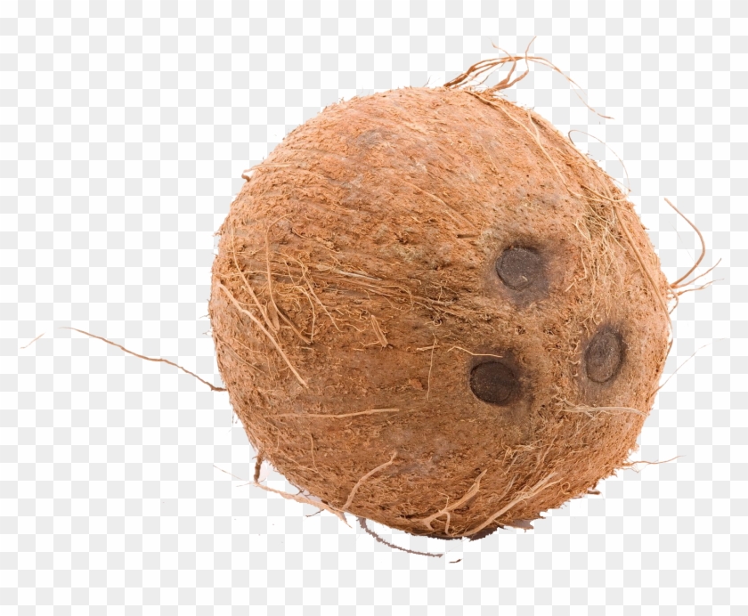 Coconut Transparent Png Image - Coconut With No Background #430210