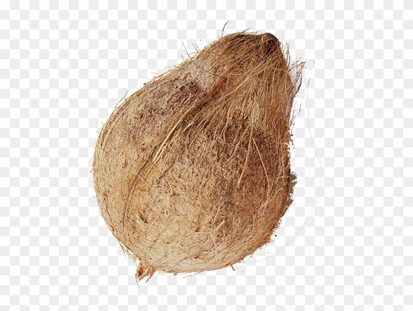 Food & Cooking - Coconut Whole #430222