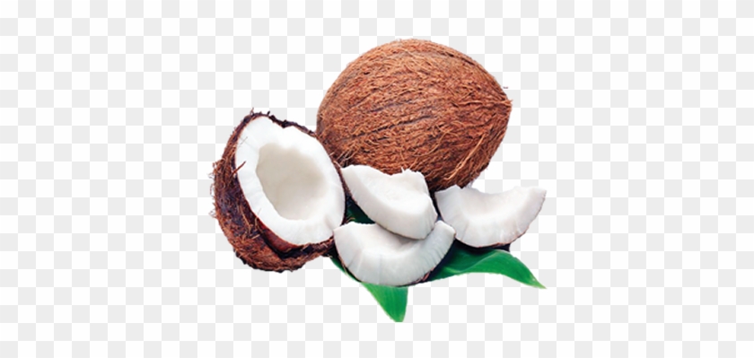 Coconut #430341