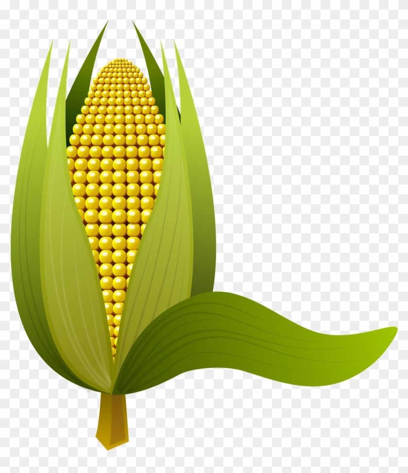 Ear Of Corn Clipart 8, - Majs Png #430798
