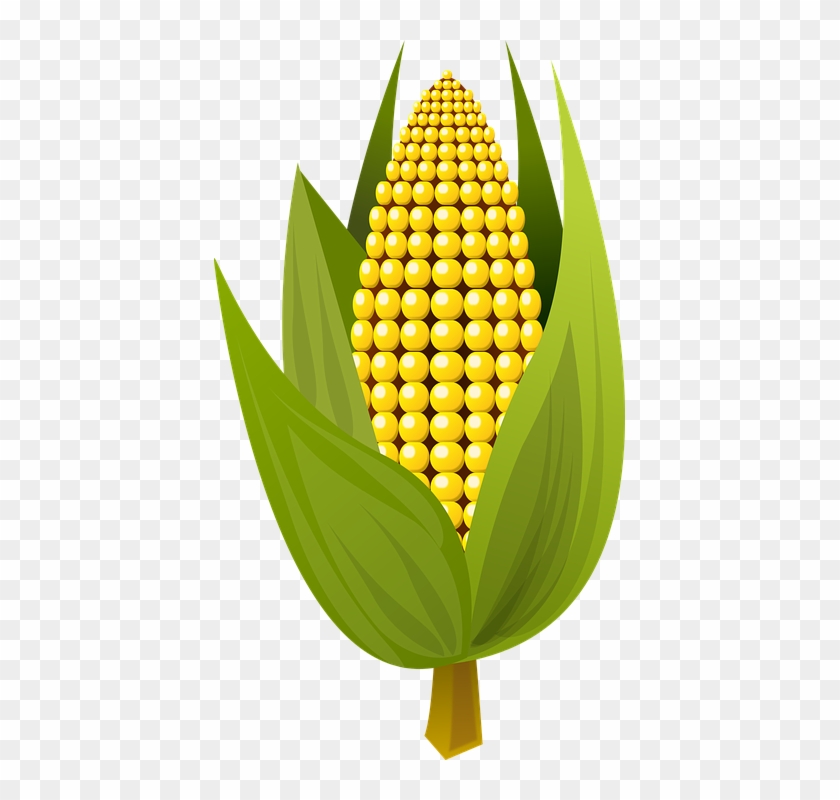 Ear Of Corn Clipart 14, - Clip Art #430808