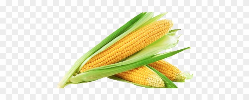 Cornfield Clipart Sweet Corn - Corn Is A Fruit Or Vegetable #430837