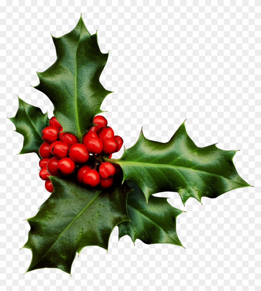 Holly-983x1024 - Sprig Of Holly #431534