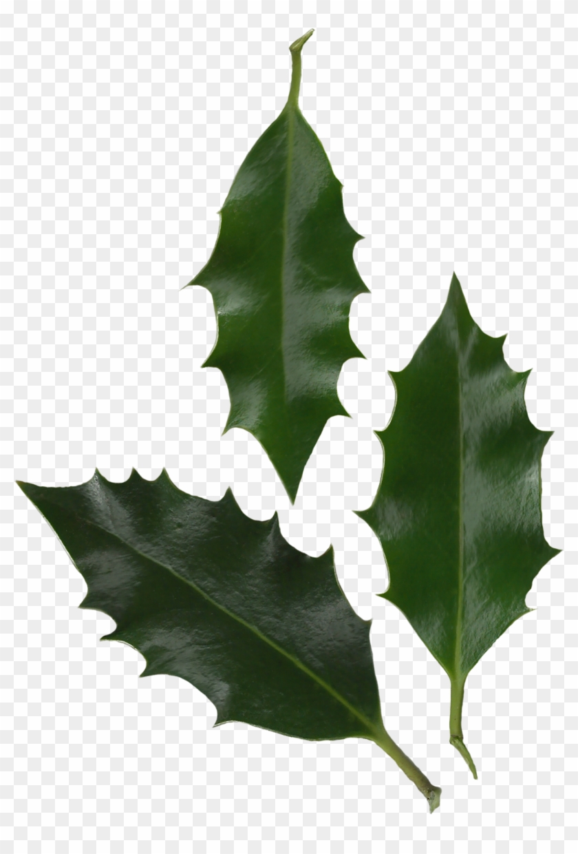 Leaves Png 16, Buy Clip Art - Ilex Altaclerensis Leaf #431615