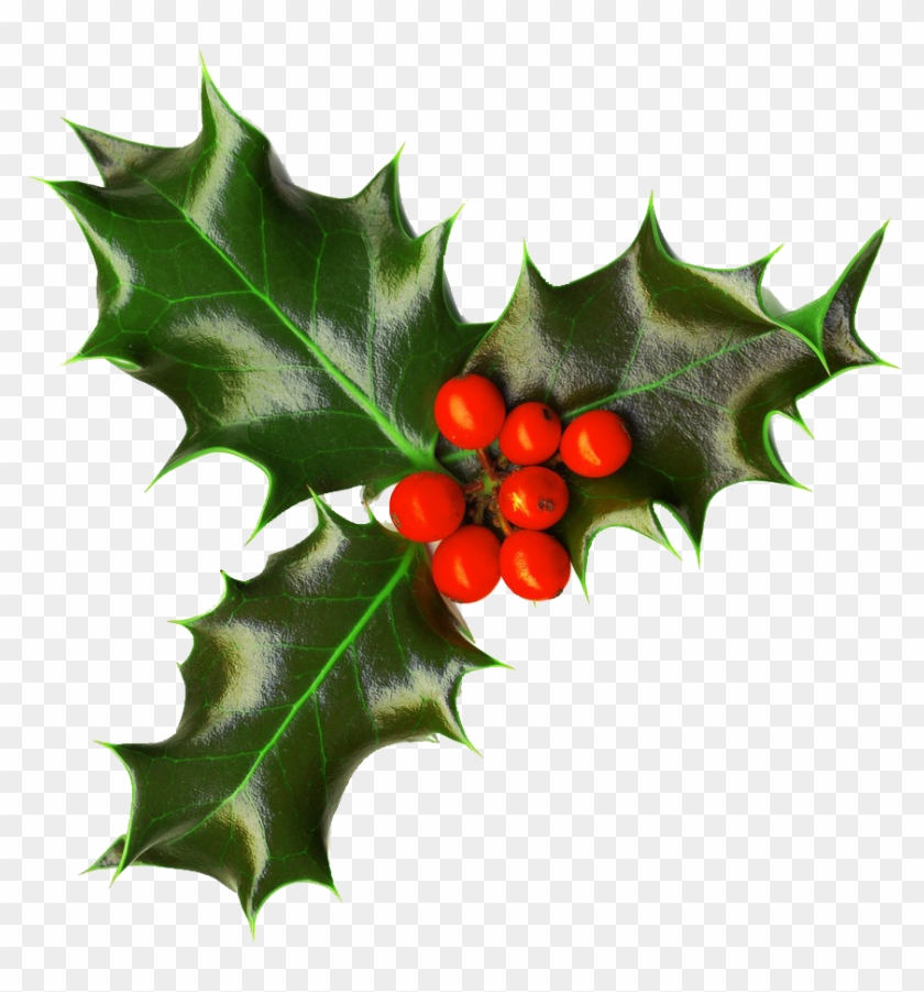 Xmas Holly Png 2 By Iamszissz - Holly Png Transparent #431642