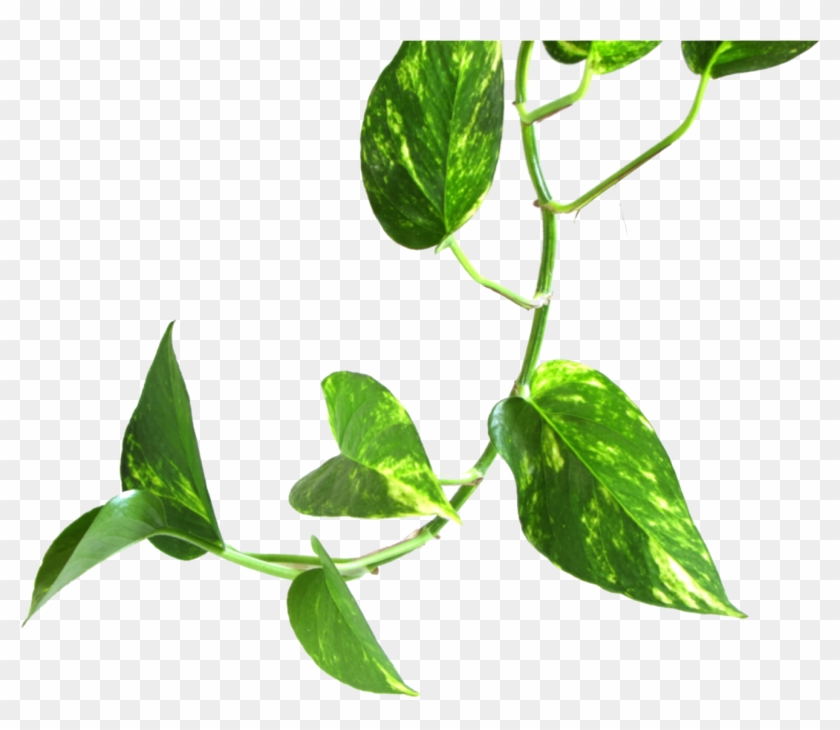 Plant Clipart Money Plant - Plants Vine #431885