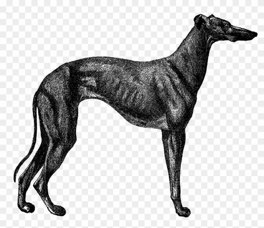 Digital Dog Greyhound Breed Clip Art Download - Grey Coonhound #432312