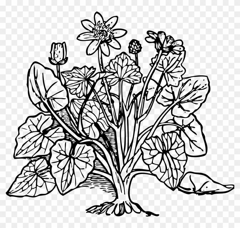 Free Printable Flower Coloring Book, Kids Flower Coloring - Coloring Picture Of Plants #432899