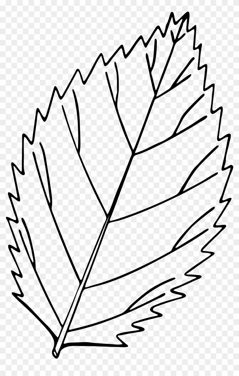 Open - Leaf Drawing Png #432919