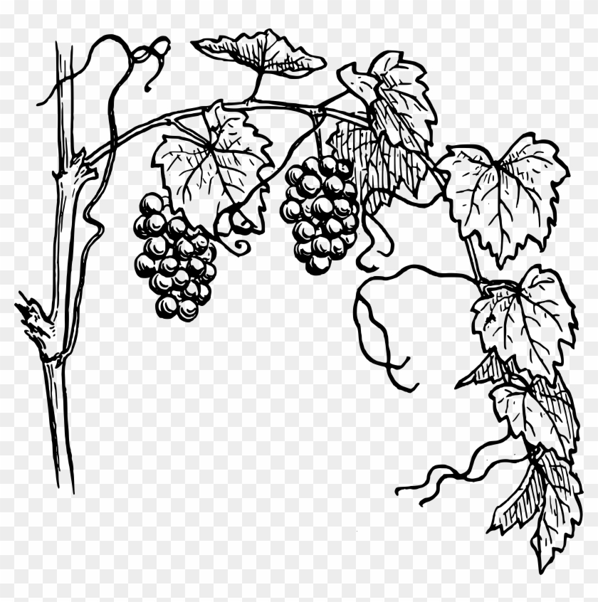 Black And White Vine Clip Art - Grape Vine Clipart #432927