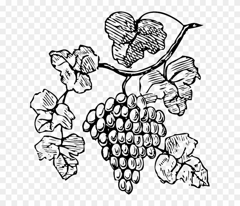 Food, Wine, Grapes, Outline, Drawing, Tree, Border - Grapes Clipart #432934