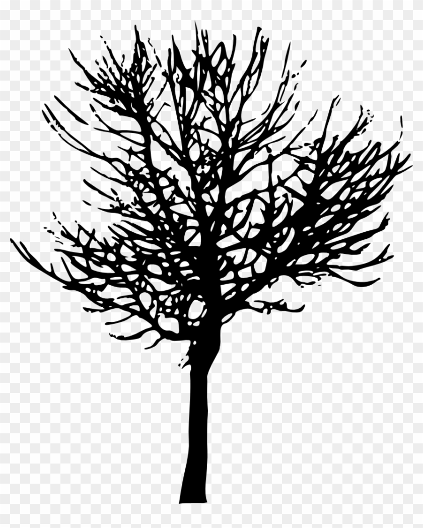 Drawn Branch Olive Branch - Transparent Background Tree #432939