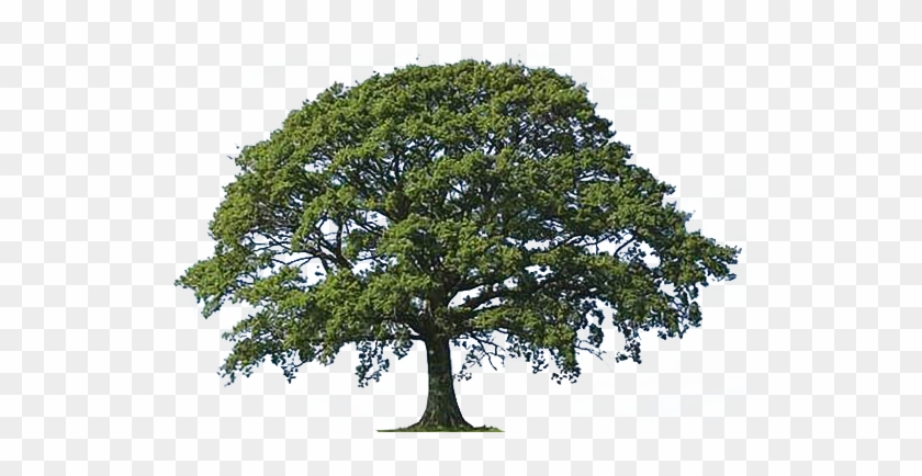 Clipart Of Oak Tree Bark Live Oak Tree Clipart Png - Oak Trees Clip Art #433034