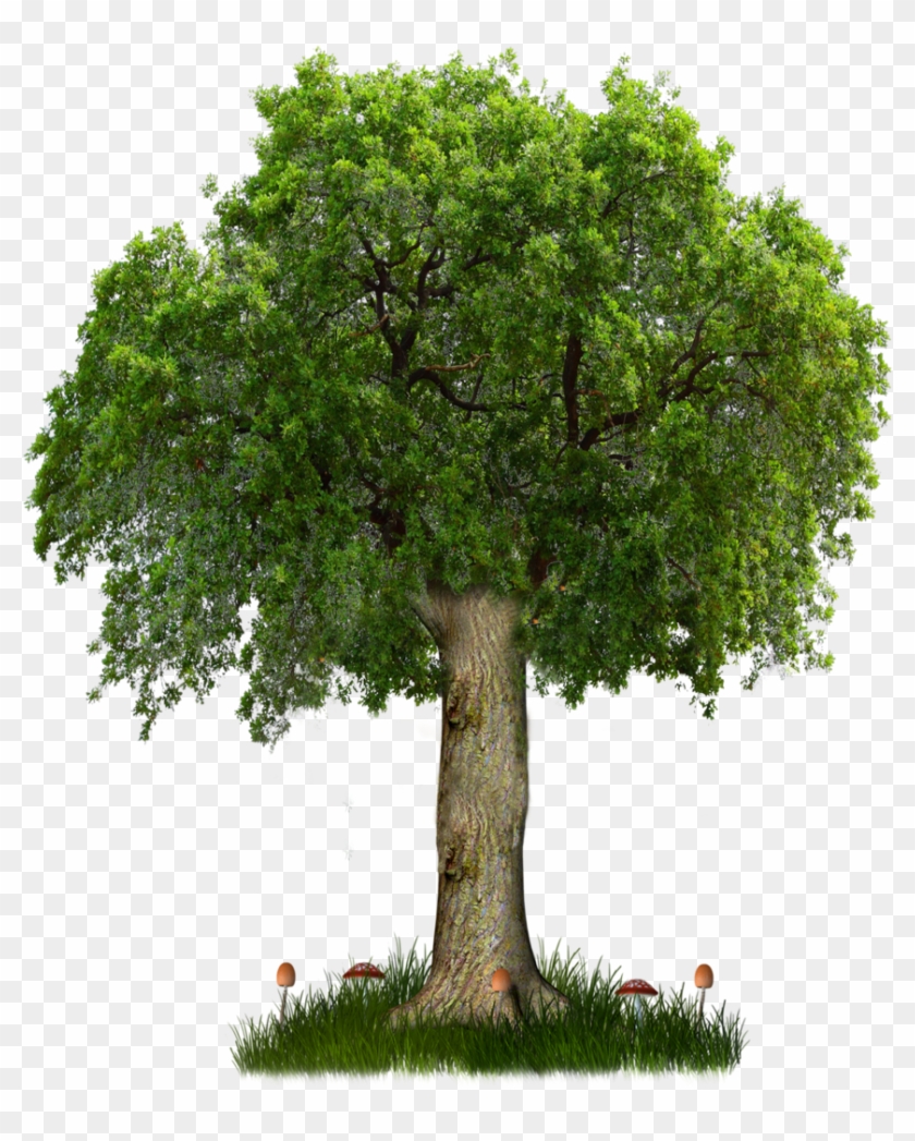 Png Tree 8 By Paradise234 D5hfi67 Image - All Png Tree #433040