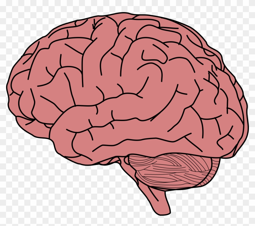 Clipart Image Of Brain Human Group - Transparent Background Brain Clipart #433599