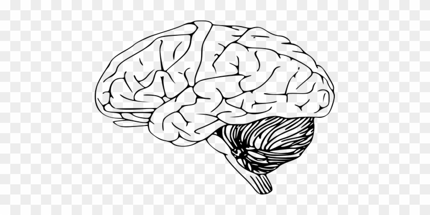 Drawn Brains Clear Background - Brain Black And White #433602