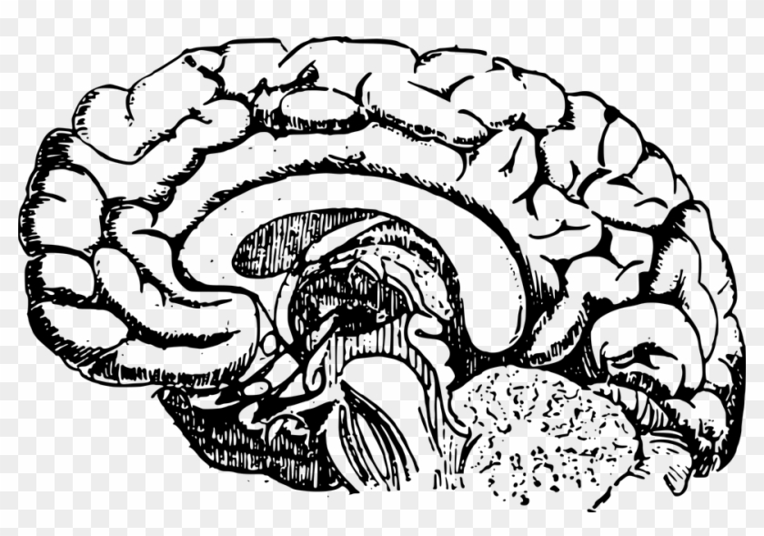 Drawn Brains Clear Background - Brain Clipart Simple #433609