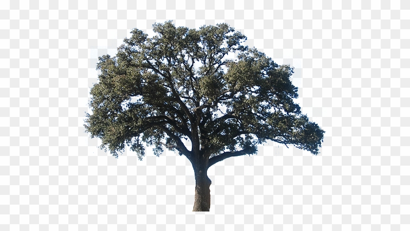 Canyon Oak - Mexican Pinyon #433627