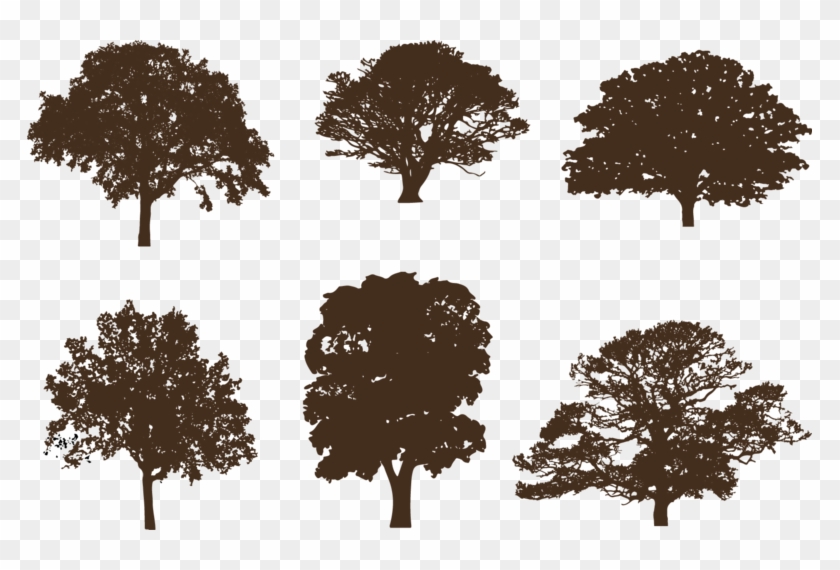Oak Tree Silhouettes - Oak #433634