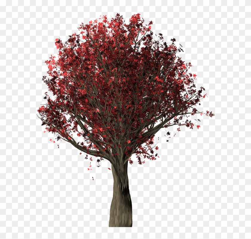 Oak Tree Cartoon 13, - Oak #433640