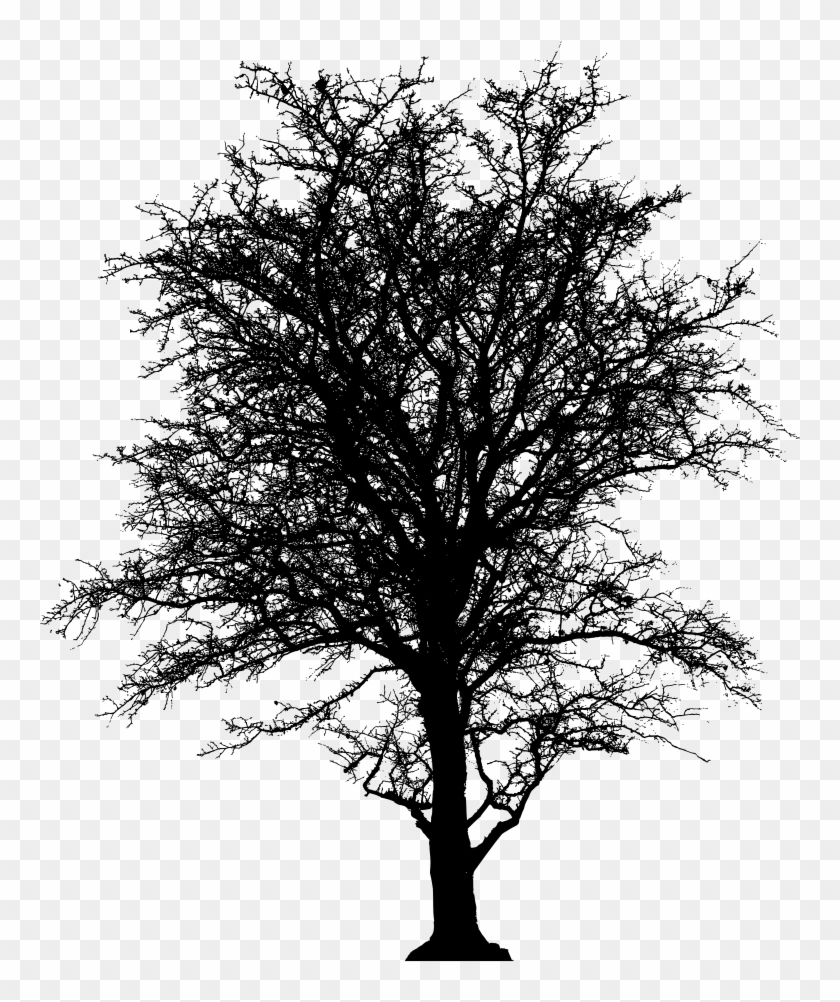 Leafless Barren Tree Silhouette - 5'x7'area Rug #433644