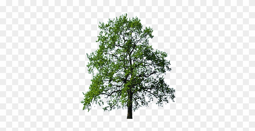 Oak Trees #433648