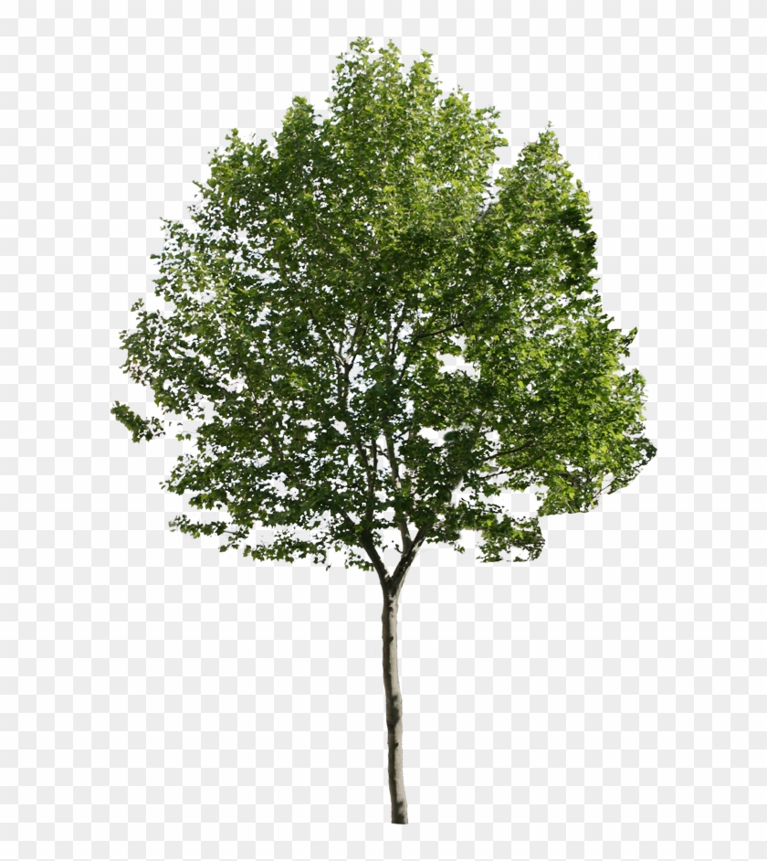 Pine Trees Png - Tree Png For Architect #433651