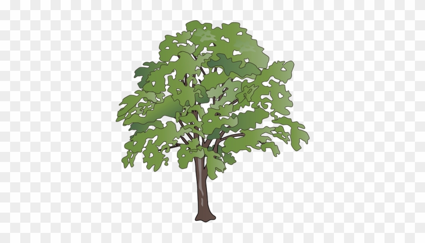 Oak Tree Vector Illustration - Transparent Background Tree Png #433653
