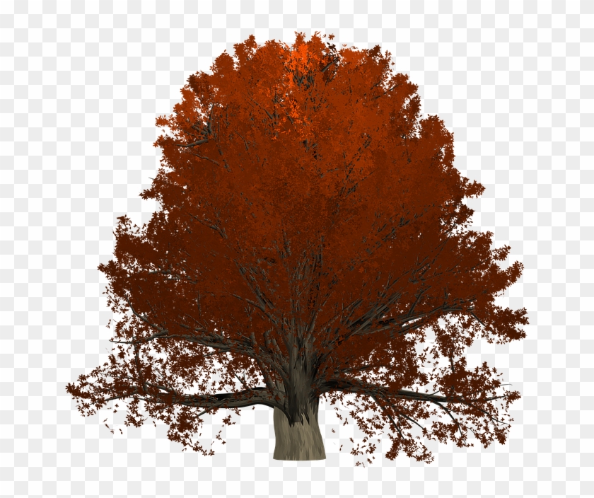 Oak Tree Graphic 25, Buy Clip Art - Oak #433655