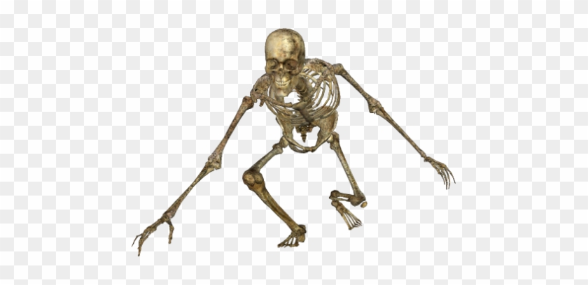 Skeleton-049 - Skeleton Png #433829