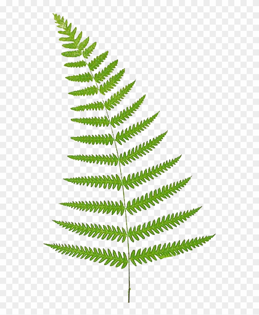 Fern Leaf Clip Art Fern Clip Art Remove - Ferns Clip Art #433910