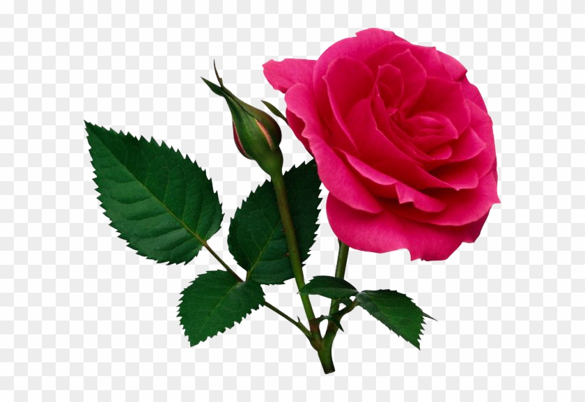 Pink Rose Png File - Rose Png File #433934