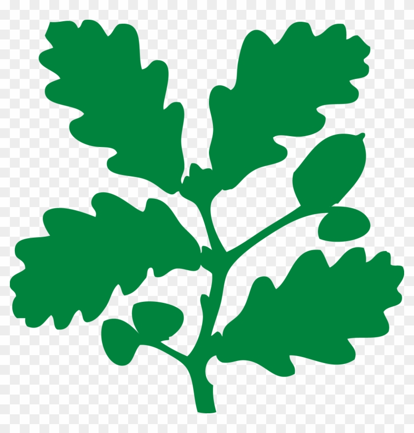 The Oak Leaf Symbol, Which We've Used Since The 1930s, - Different Charities In The Uk #433942