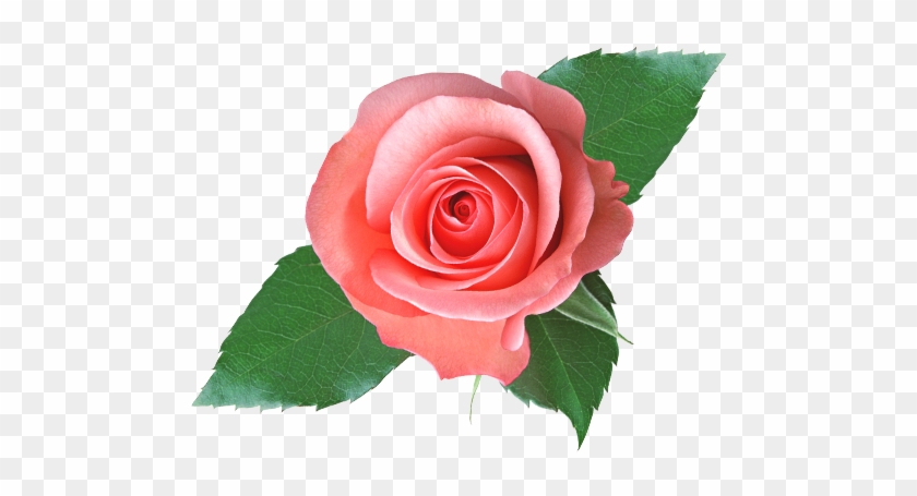 Rozen - Silk Rose Body Lotion,350g #433946