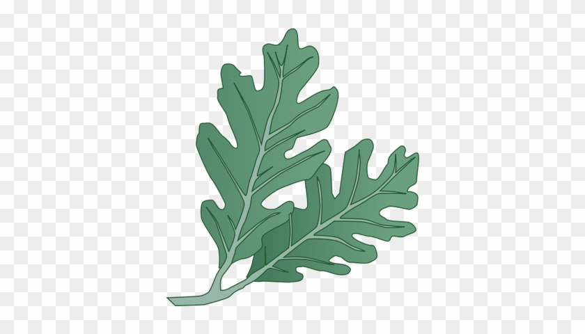 Ian Symbol Quercus Alba Leaves - White Oak Leaves #433987