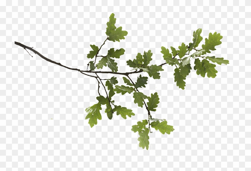 Oak Branch Png #433991