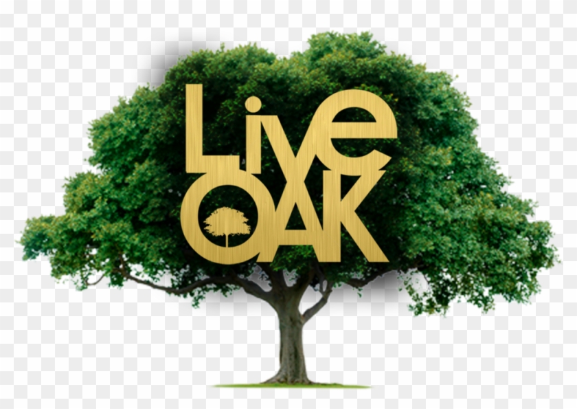 Live Oak Lounge & Grill - Live Oak Lounge & Grill #434003