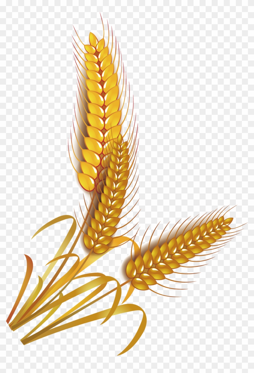 Brown rice seeds. Whole grain rice 3206503 Vector Art at Vecteezy