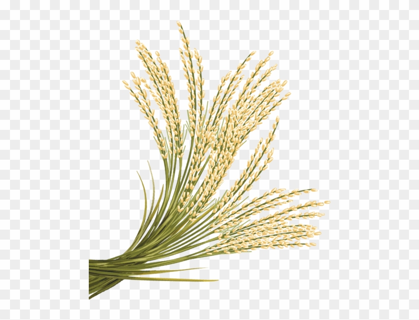 Rice Grain Png - Single Paddy Plant Hd Png #434251